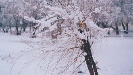 Kleiner-Kaputter-Baum-Mit-Dünnen-Ästen-Und-Schnee-Im-Park