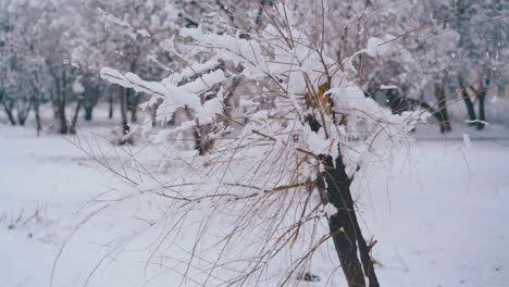 tree-with-thick-snow-layer-on-branches-against-white-park