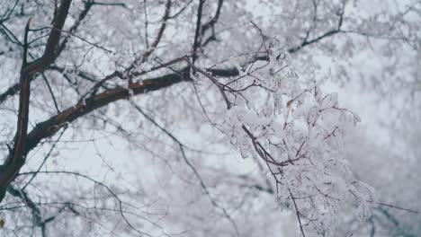 branches-with-snow-against-blurred-high-tree-and-grey-sky