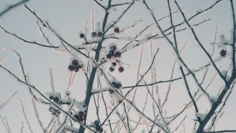 paradise-apples-on-branches-with-frost-in-forest-against-sky