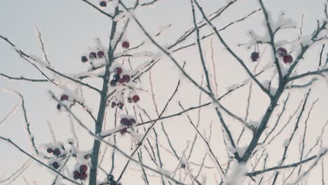 tree-with-berries-and-twigs-covered-with-shiny-frost-in-wood