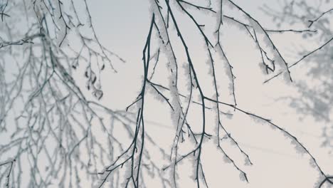 Baumdünne-Zweige-Bedeckt-Mit-Glänzendem-Frost-Im-Winterholz