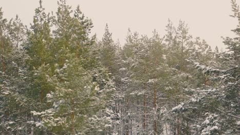 pines-covered-with-snow-grow-in-winter-wood-bird-eye-view