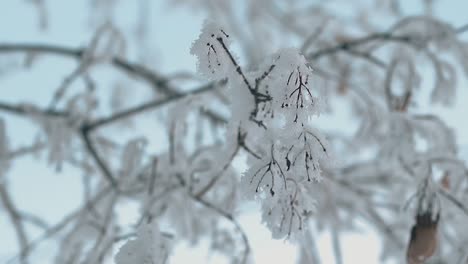 fluffy-frost-on-branches-in-winter-wood-closeup-slow-motion