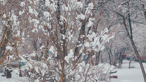 Verschiedene-Bäume-Mit-Schmelzenden-Schneeschichten-Auf-Dünnen-Ästen