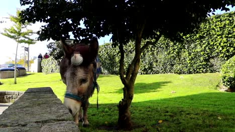 Donkey-with-a-scallop-shell-and-a-blue-scarf-on-its-head,-one-of-the-most-iconic-symbols-of-the-Camino-de-Santiago