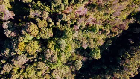 Overhead-drone-shot-of-Verdant-tropical-forest-on-the-slope-of-mountain