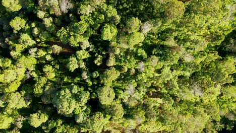 Top-down-view-of-Verdant-tropical-forest-in-the-morning
