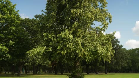 Healthy-trees-in-a-relaxing-green-park-in-London,-England