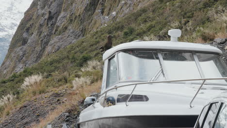 Kea-Alpenpapagei,-Der-Auf-Dem-Hardtop-Eines-Bootes-In-Fiordland,-Neuseeland,-Spaziert