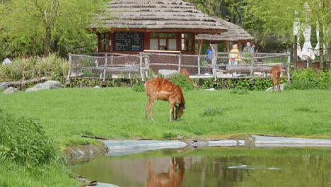 Prague-Zoo,-with-a-grazing-doe-in-the-foreground-and-people-walking-in-the-background-and-a-quaint-bar-hut