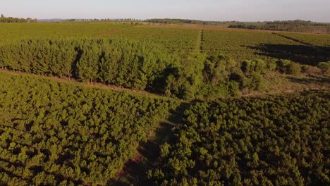 Aerial-Landscape-of-Yerba-Mate-Plantations,-Traditional-Drink-of-Argentina