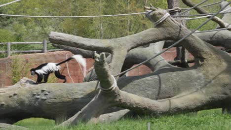 Guereza-Con-Manto-Corriendo-A-Lo-Largo-De-Un-árbol-Caído,-Luego-Posándose-Al-Final-Del-Tronco-En-El-Zoológico-De-Praga,-República-Checa