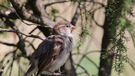 Close-up-shot-of-wild-house-sparrow-perched-on-branch-on-tree-at-sunny-day