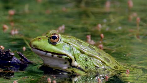 Close-up-shot-of-green-colored-frog-with-big-eyes-resting-in-algae-swamp-during-sunlight