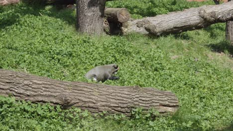 mantled-guereza-monkey-eats-green-leaves-in-Prague-Zoo,-Czech-Republic