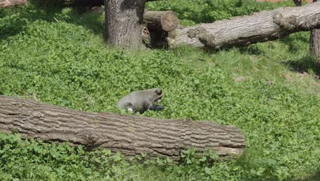 Mantelaffe-Frisst-Grüne-Blätter-Im-Prager-Zoo,-Tschechische-Republik