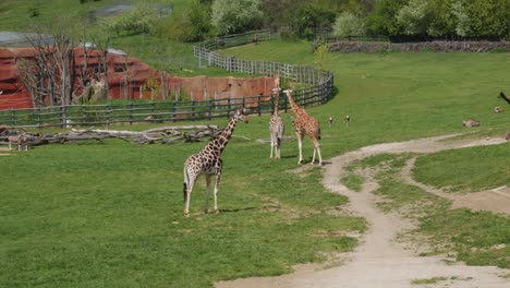 Manada-De-Jirafas-Del-Norte-Y-Otros-Animales-En-El-Paddock-Del-Zoológico-De-Praga-En-La-República-Checa