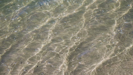 Slow-motion-shot-of-sea-shells-reflecting-through-crystal-clear-water