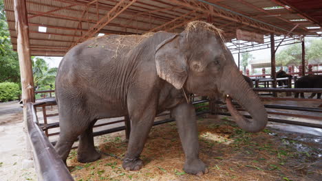 Madre-Elefante-Asiática-En-Cámara-Lenta-En-Tailandia