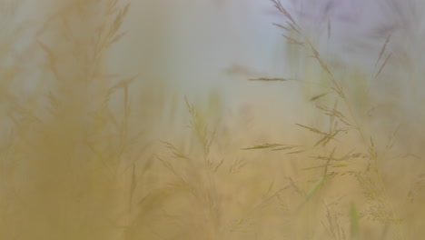 Wonderful-view-of-wild-grasses-swaying-in-the-wind---a-macro-close-up-of-sparsely-arranged-plants
