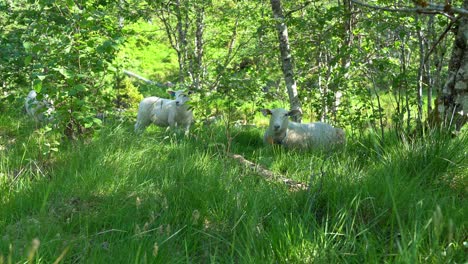 Mother-sheep-resting-and-grazing-in-summer-pasture-grass-together-with-her-two-lambs---Idyllic-summer-vibes-clip