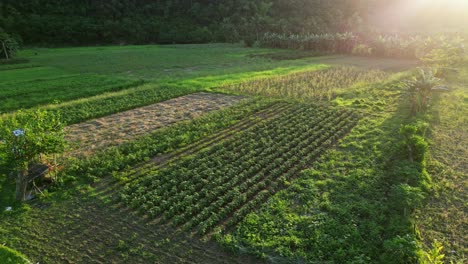 Drone-push-in,-perfect-farmland-row-of-crops-in-virac-catanduanes-philippines