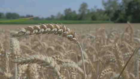 Close-up-shot-of-wheat-field-with-crops-and-grains-on-field-during-sunny-day
