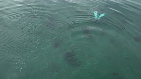 Luftaufnahme-Eines-Südlichen-Delfinpaares,-Das-Unter-Der-Meeresoberfläche-Schwimmt-Und-Miteinander-Verspielt-Ist