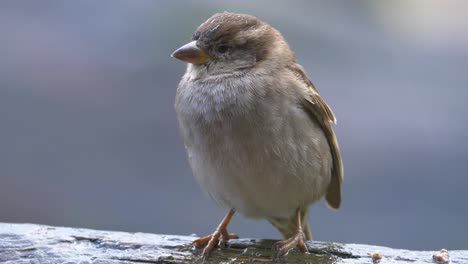 Closeup-of-female-house-sparrow-perched-on-a-wooden-bench