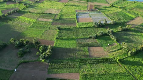 Exuberantes-Tierras-De-Cultivo-Verdes-Con-Muchos-Campos-Y-Diferentes-Cultivos-En-Filipinas