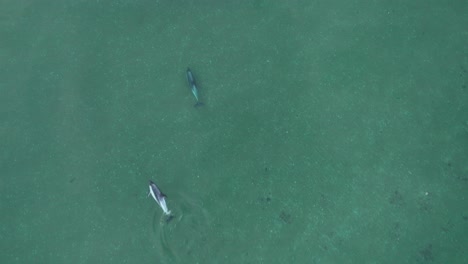 Luftaufnahme-Aus-Der-Vogelperspektive-über-Ein-Paar-Südlicher-Delfine,-Die-Auf-Der-Meeresoberfläche-Schwimmen