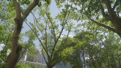 Reverse-dolly-tilted-up-looking-at-buildings-through-break-in-tree-canopy,-hong-kong