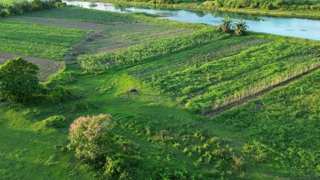 Philippines-lush-green-farmland-next-to-a-fresh-water-river,-aerial-forward