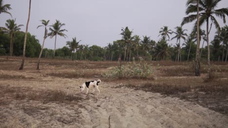 Cinematic-slow-motion-footage-of-a-dog-walking-through-the-rural-part-of-Goa-India-with-a-sandy-road-and-palm-trees-in-the-back-on-a-cloudy-day,-Goa,-India