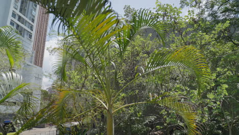 Planta-De-Hoja-De-Palma-Tropical,-Paralaje-Orbital-En-El-Centro-De-La-Ciudad-De-Hong-Kong
