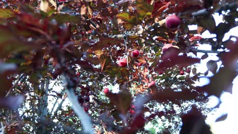 Cinematic-footage-of-red-ripe-plums-on-a-tree-with-red-leaves-on-a-sunny-day
