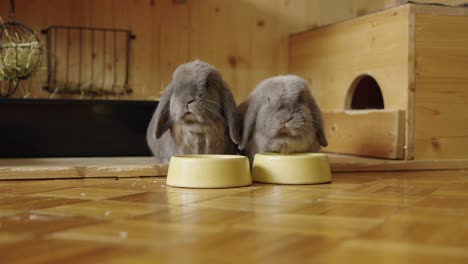 Chewing-bunnies,-eating-oat-flakes,-one-of-them-is-sleepy-in-UHD