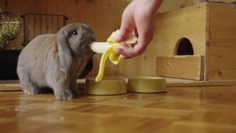 Eating-bunnies,-front-view-detail-while-eating-banana,-UHD