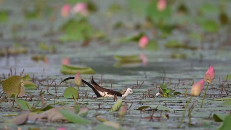 Queen-of-wetland-Pheasant-tailed-jacana-Feeding-in-pond