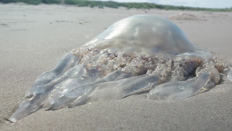 Eine-Große-Qualle-Liegt-Tot-Am-Sandstrand,-Nachdem-Sie-An-Land-Gespült-Wurde