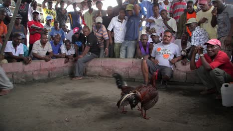Crowds-Gambling-and-watching-a-Cock-fight-in-Haiti