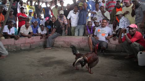 Menschenmassen-Spielen-Und-Schauen-Einem-Hahnenkampf-In-Haiti-Zu