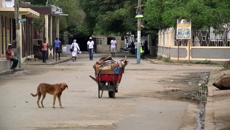 Streunender-Hund-Und-Schubkarre-In-Den-Straßen-Von-Haiti