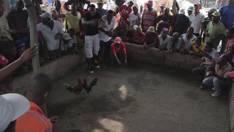Hahnenkampf-In-Haiti.-Männer-Spielen