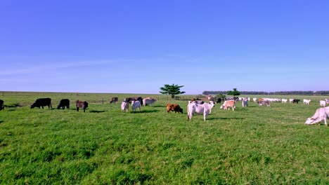 Herd-of-cattle-grazing-on-farmland-near-Maringá-in-Paraná,-Brazil
