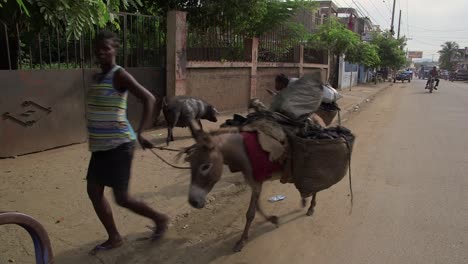 Donkeys-and-large-pig-in-the-streets-of-Ounaminthe-in-Haiti