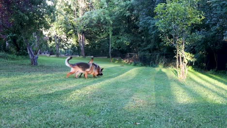 Two-German-Shepherd-dogs-running-around-in-the-garden-and-playing-with-each-other-on-a-sunny-day