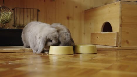 Chewing-bunnies,-eating-oat-flakes,-Grey-bunny-eets-faster,-UHD