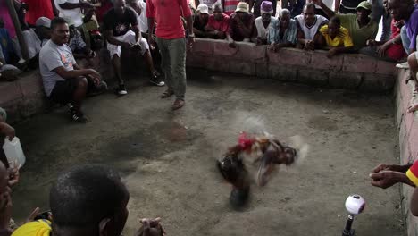 Mann-Beginnt-Einen-Hahnenkampf-In-Port-Au-Prince,-Haiti
